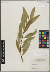 Foto von Salix alba subsp. vitellina (L.) Arcang. x Salix fragilis L.